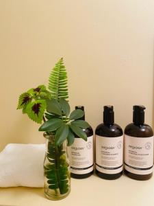 three bottles of shampoo and a vase with a plant at Tallow Beach Motel in Byron Bay