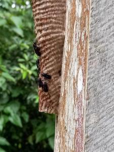 Fotografie z fotogalerie ubytování Wandari Lodge v destinaci Quince Mil