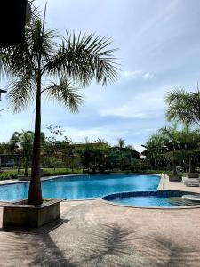 a palm tree sitting next to a swimming pool at TAR HOMESTAY in Lahad Datu
