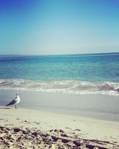un pájaro de pie en una playa cerca del océano en The Beach Box, en Broadwater