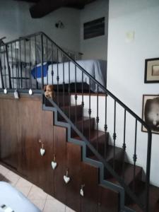 Un cane che scende le scale in una casa di Dimora Giosafatti ad Ascoli Piceno