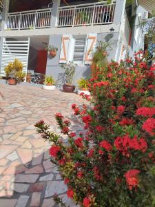 einen Garten mit roten Blumen vor einem Gebäude in der Unterkunft UNE SEULE ENVIE, CELLE D'Y REVENIR in Les Anses-dʼArlets