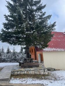 a pine tree in front of a building with a bench at Bungalows Krstajić in Žabljak