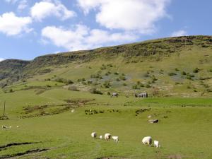 PenmachnoにあるMaybill Cottageの緑地の羊の放牧群