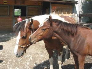 Altri animali domestici presso la locanda o nei dintorni