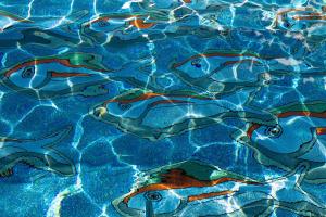 a group of fish swimming in a pool at Anassa in Polis Chrysochous