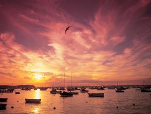 a bird flying over a body of water with boats at The Canford in Poole