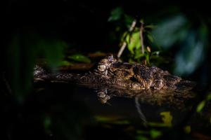 a frog sitting on a branch in the water at Jamu Lodge in the Cuyabeno Wildlife Reserve in Cuyavenus