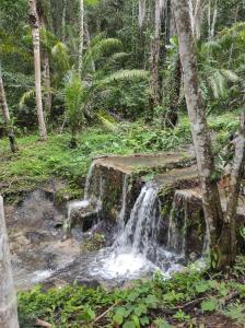 una cascada en medio de un bosque en Chalés da Floresta, en Porto Seguro