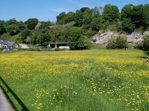 a field of yellow flowers in front of a house at Hicks Hut -ukc4753 in Tremeirchion