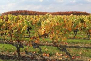 Fotografie z fotogalerie ubytování gîte en bord de Loire v destinaci Saint-Sulpice