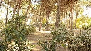 een bos vol bomen en struiken bij Villaggio Camping Sentinella in Torre dell'Orso