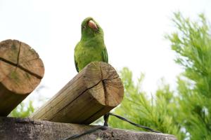 巴黑羅聖荷西的住宿－Campos da Bocaina，坐在一块木头上的绿色鸟
