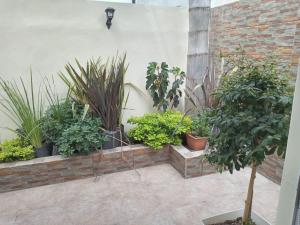 a group of plants in pots next to a wall at Lucipri in Arroyito