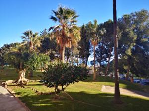 a park with palm trees and a tree branch laying on the grass at Cosy beach suite Agata in Benalmádena