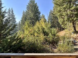 a view of a forest with pine trees at Raven Haven Lodge by NW Comfy Cabins in Leavenworth