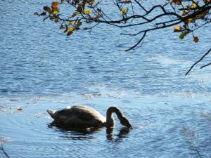 a swan swimming in a body of water at Resort "Schloss Reinharz" in Bad Schmiedeberg