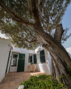 a large tree in front of a white house at Seafront Modern Villa to Relax and Disconnect in Cala en Bosc