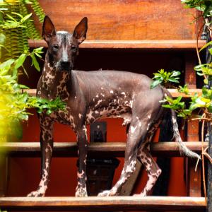 a brown and white dog standing on a bench at KACLLA, The Healing Dog Hostel in Lima