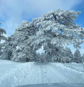 Borovi snovi Divčibare durante l'inverno