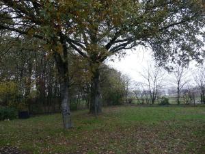 un árbol en un campo con hojas en la hierba en Charmante maison en campagne, en Grand-Fougeray