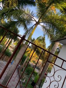 d'un balcon avec vue sur un palmier. dans l'établissement JJ & JE Family House, à Dar es Salaam