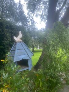 un oiseau assis au-dessus d'une maison d'oiseaux dans l'établissement Reynolds Farm Guesthouse, à Canterbury