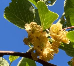 a bunch of yellow flowers on a tree branch at Villa Pietrafiore in Monterosso al Mare