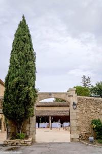 a large pine tree in front of a building at Domaine de la Reynaude in Aurons