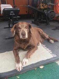 a brown dog laying on a rug on the floor at Casa Mangaba in Caraíva