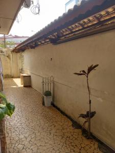 eine Pflanze wächst in der Ecke eines Gebäudes in der Unterkunft Casa Praia Grande Mirim in Praia Grande