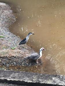 two birds are standing in the water at Chalé 4x4 alto da serra de Sao Roque. in São Roque