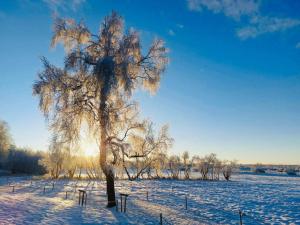 een boom in een besneeuwd veld met de zon erachter bij Le Mont Rigi in Waimes