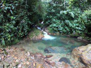 a small pool of water in the middle of a forest at Posada Kauai Experiencia de descanso y conexión en la selva in Mocoa