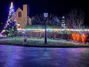 a christmas tree and a dog in front of a fence with lights at Annie Dee’s Guest Accommodation in Ballygowan