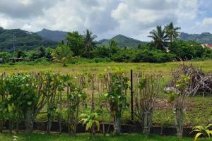 un campo di piante con montagne sullo sfondo di TEREVAA 2 a Fare (Huahine Nui)