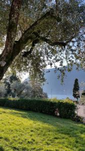 un árbol en un parque con césped verde y un seto en Villa Leilani B&B en Sale Marasino