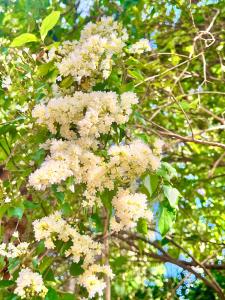 Un árbol con flores blancas. en Mangrove Bay Inn, en Weligama