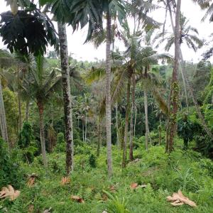 Banjarangkan的住宿－Balicamper，森林中的一群棕榈树