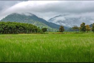 a field of green grass with mountains in the background at Hacienda CacaoyMango in Naranjal