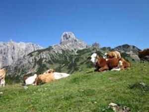 Gallery image of Waldhaus in Sankt Martin am Tennengebirge +42 photos