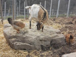 Zvieratá na farme alebo blízkom okolí