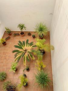 Ogród w obiekcie APARTAMENTO EN EL CENTRO, TRANQUILO Y LUMINOSO