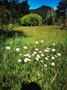 un campo de flores blancas en la hierba en Cabañas Orillas Del Nilahue, en Riñinahue