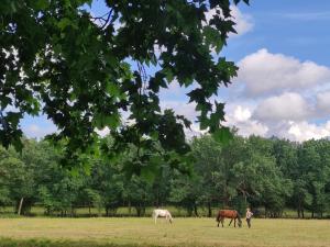 Tres caballos están pastando en un campo con árboles. en Gîte Les Grandes Maisons cœur forêt d'Orléans et Espace bien-être jacuzzi Hammam SPA, en Lorris