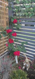 a plant with red roses growing in a garden at Cosy Country Retreat in the Brecon Beacons in Crickhowell