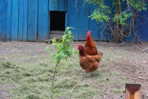 Zvieratá na farme alebo blízkom okolí