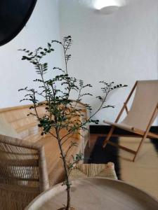 a plant in a vase on a table in a room at CASA YOOJ designers house in teguise in Teguise