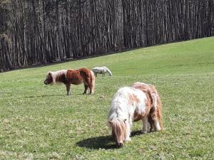 Φωτογραφία από το άλμπουμ του Erholungsheim im Wienerwald σε Irenental