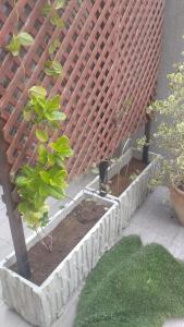 ミグダルにあるצימר יאירの塀の横に植物を植えた植物